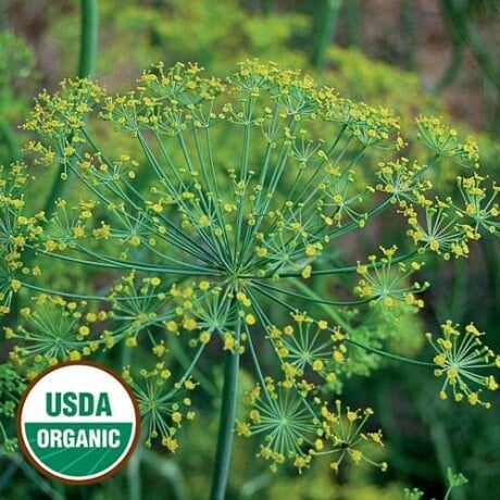 Dill, Bouquet