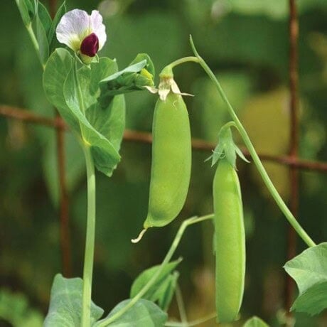 Pea, Dwarf Gray Sugar