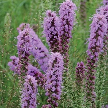 Prairie Blazingstar