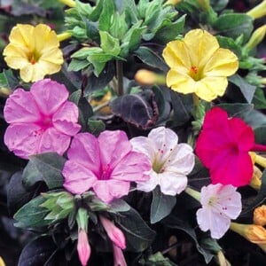 Flower, Four O'Clocks