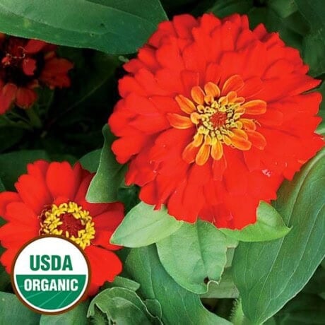 Zinnia, Gift