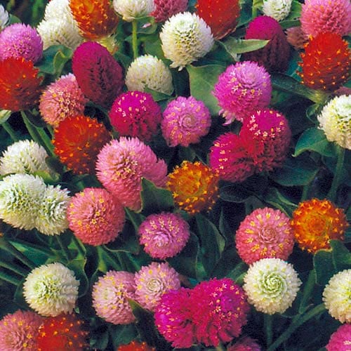 globe-amaranth.jpg