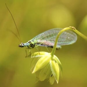Lacewing Adult