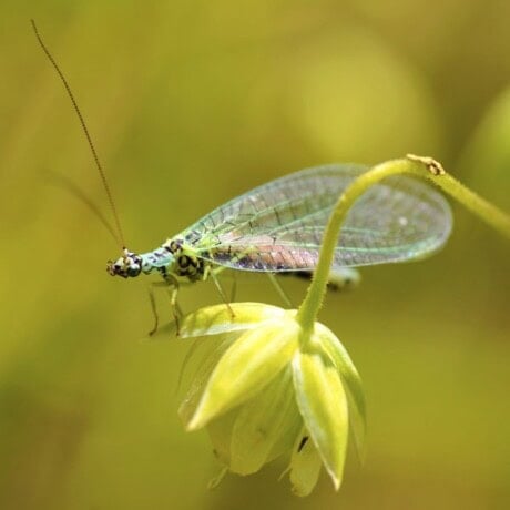 Lacewing Adult