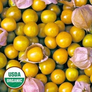 Ground Cherry, Aunt Molly's