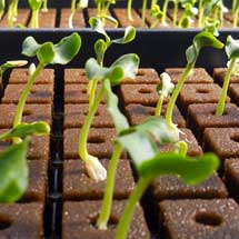 Starter Fertilizer