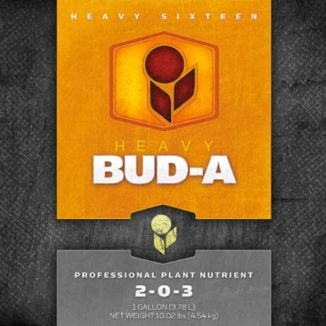 HEAVY 16 Bud A