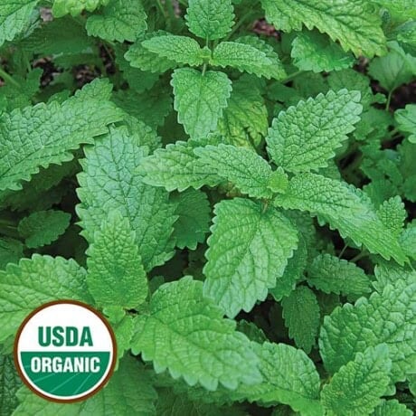 Lemon Balm