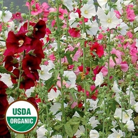 Hollyhock, Outhouse