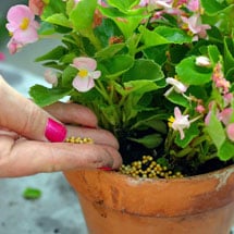 House Plant Food