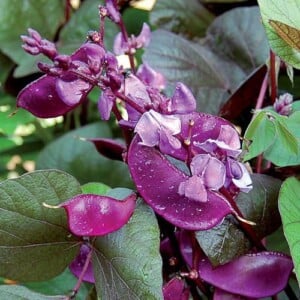 Hyacinth Bean, Ruby Moon
