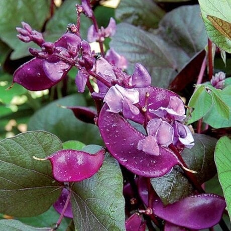 Hyacinth Bean, Ruby Moon