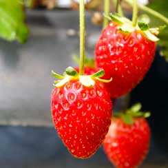 Hydroponics