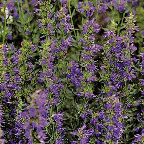 Hyssop