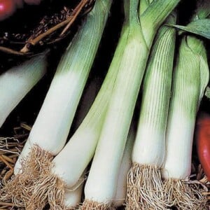Blue Solaise Leek