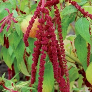 Love-Lies-Bleeding