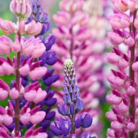 Lupine, Tall Russell