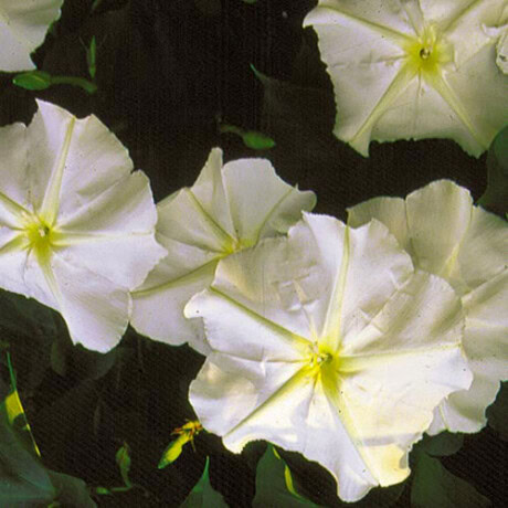 Moonflower