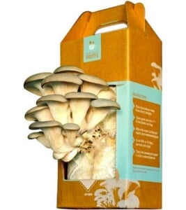 Mushroom Kit