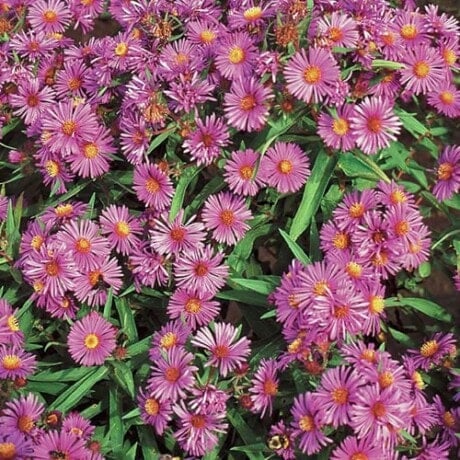 Aster New England