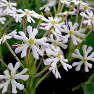 Night Phlox