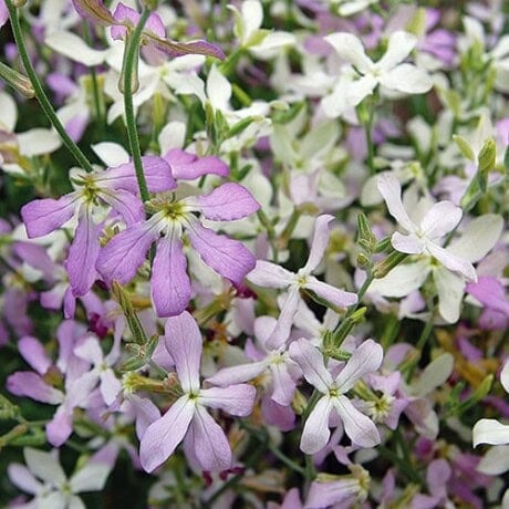 Night Scented Stock