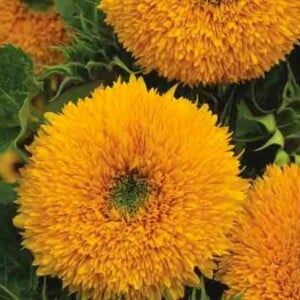 Orange Sun Sunflower