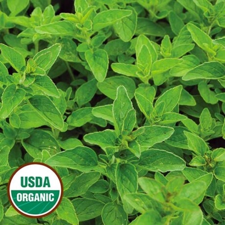 Oregano, Greek