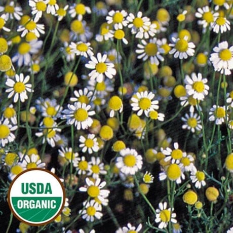 German Chamomile