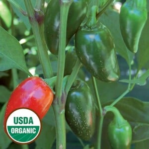 Jalapeno Pepper