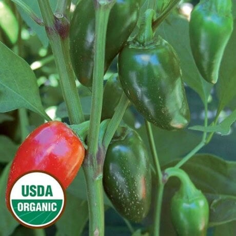 Jalapeno Pepper