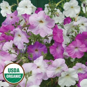 Petunia, Old Fashioned Vining