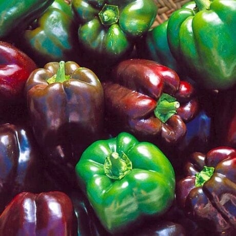Pepper, Chocolate Beauty