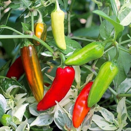 Pepper, Fish