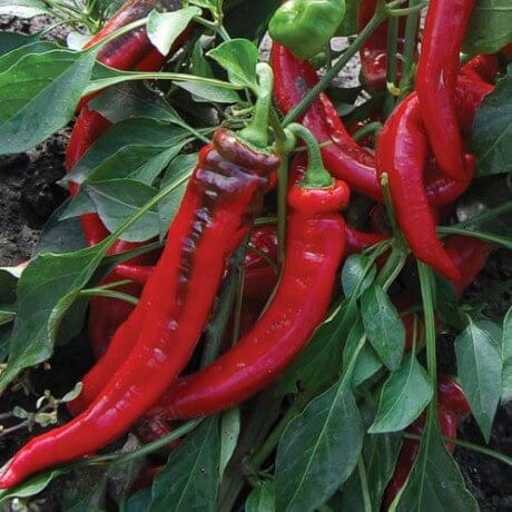 Jimmy Nardello's Pepper