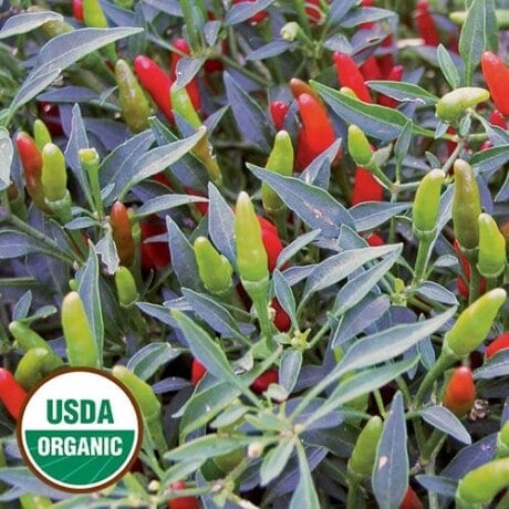 Pepper, Rooster Spur