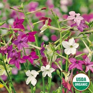 Flower, Perfect Mix