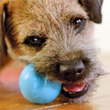 Pet Supplies