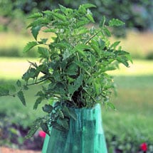 Plant Protection