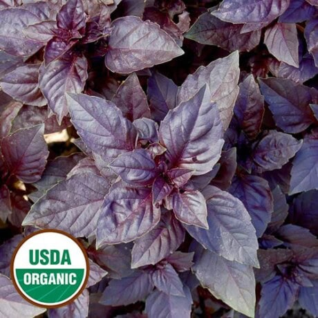 Basil, Purple Dark Opal