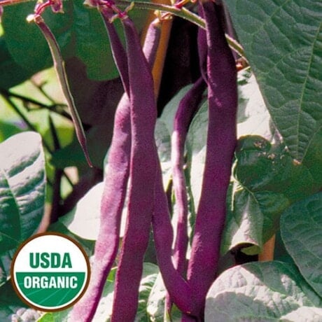 Bean, Purple Podded Pole