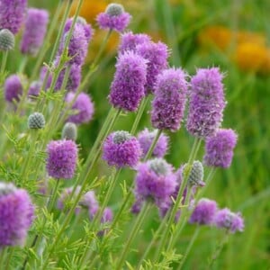 Prairie Clover