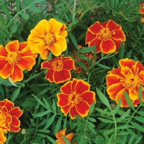 Marigold Flower (Red Marietta)