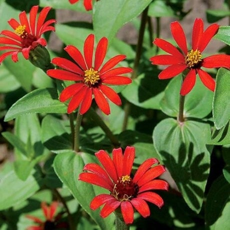 Red Spider Zinnia