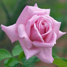 Rose Care