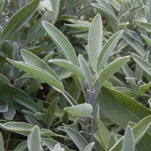 Sage, Green Culinary (Organic)