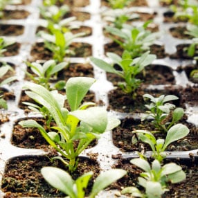 Pots, Trays & Grow Bags