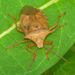 Soldier Bug (Podisus maculiventris)