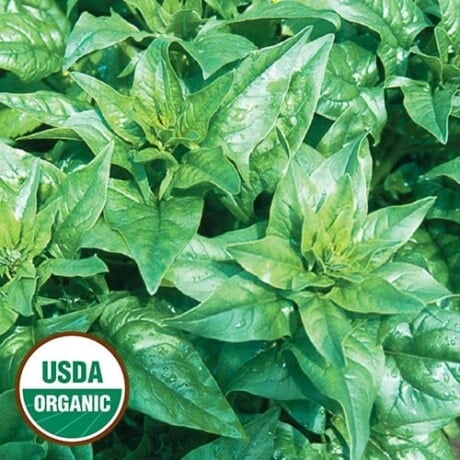 Spinach, Bloomsdale