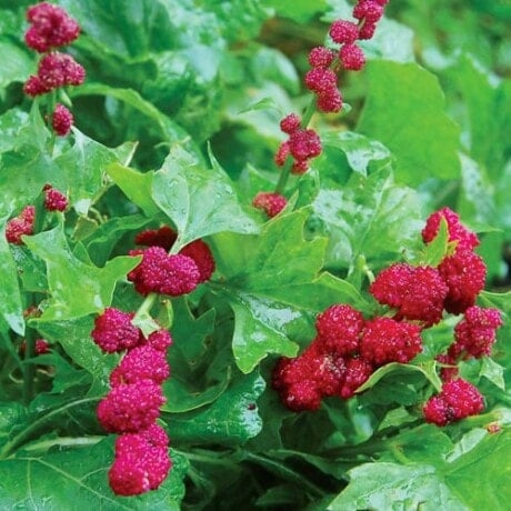 Spinach, Strawberry